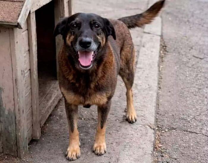 Caso de violência contra cão comunitário reforça importância de leis de proteção animal